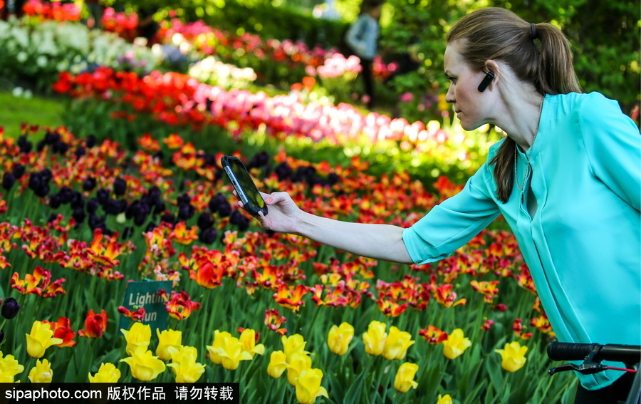 郁金香花節(jié)在俄羅斯圣彼得堡舉行 五顏六色花海迎客（組圖）