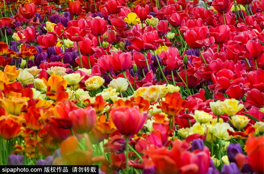 郁金香花節(jié)在俄羅斯圣彼得堡舉行 五顏六色花海迎客（組圖）