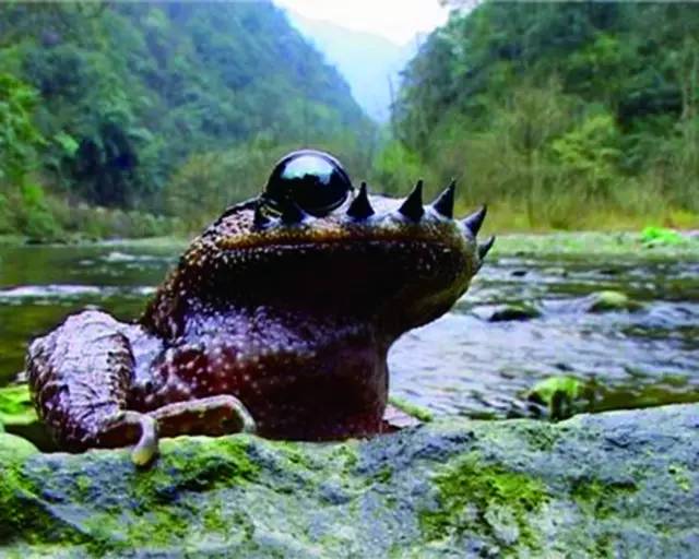 這里不僅有蘑菇石 梵凈山申遺成功獲英媒力薦