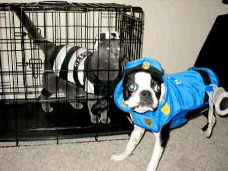 Why dogs don't like Halloween