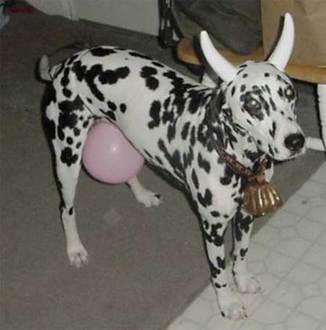 Why dogs don't like Halloween