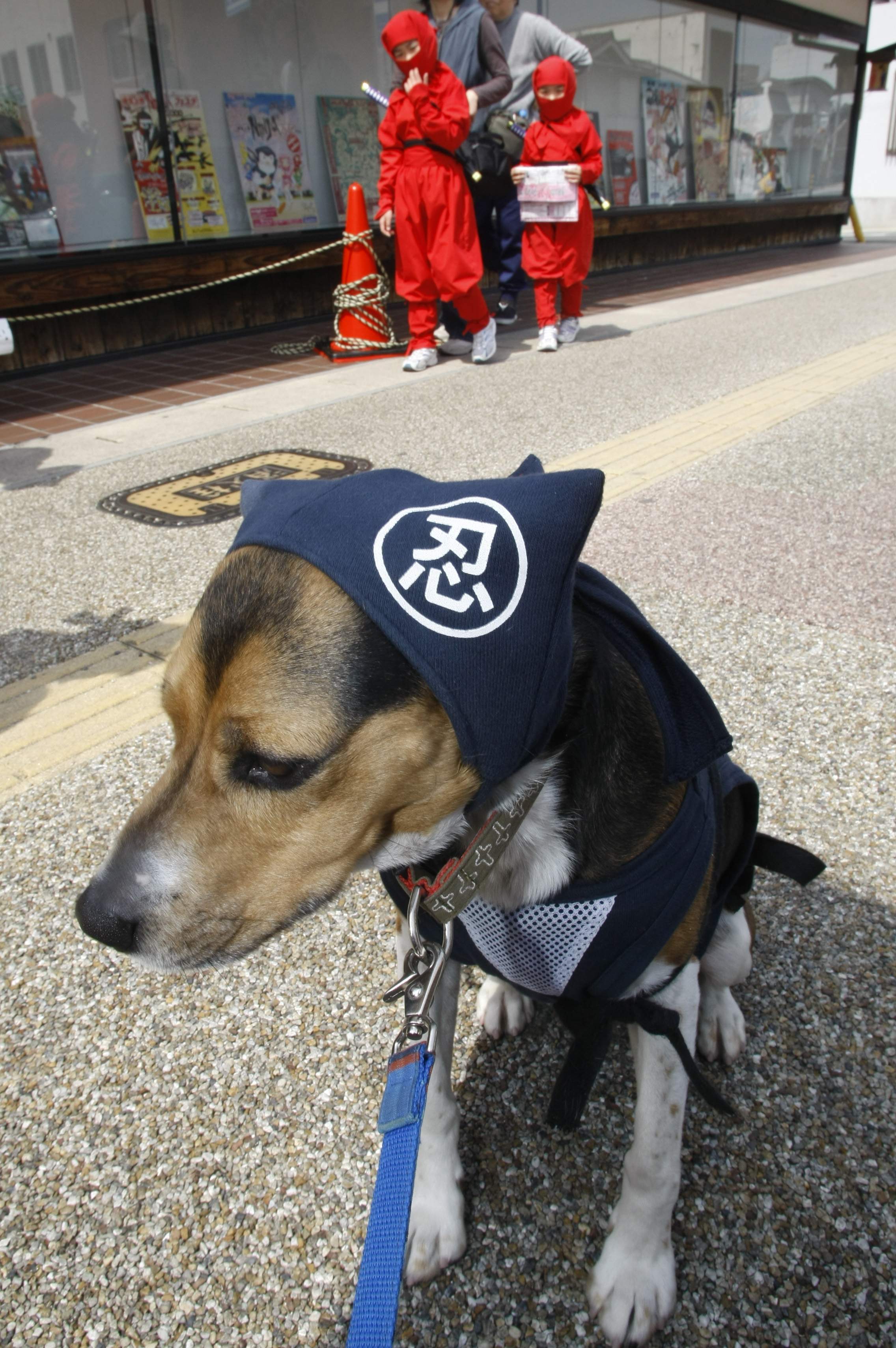 Ninja festival in Japan