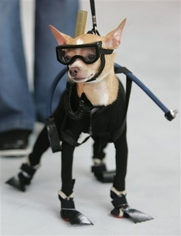 Dog fashion show in Manila