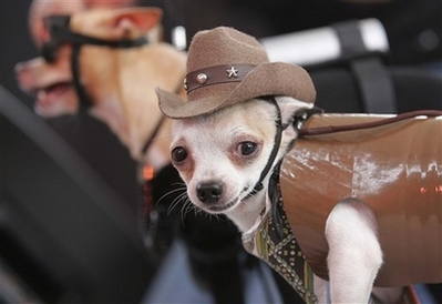 Dog fashion show in Manila