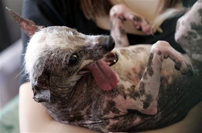 2008 World's Ugliest Dog