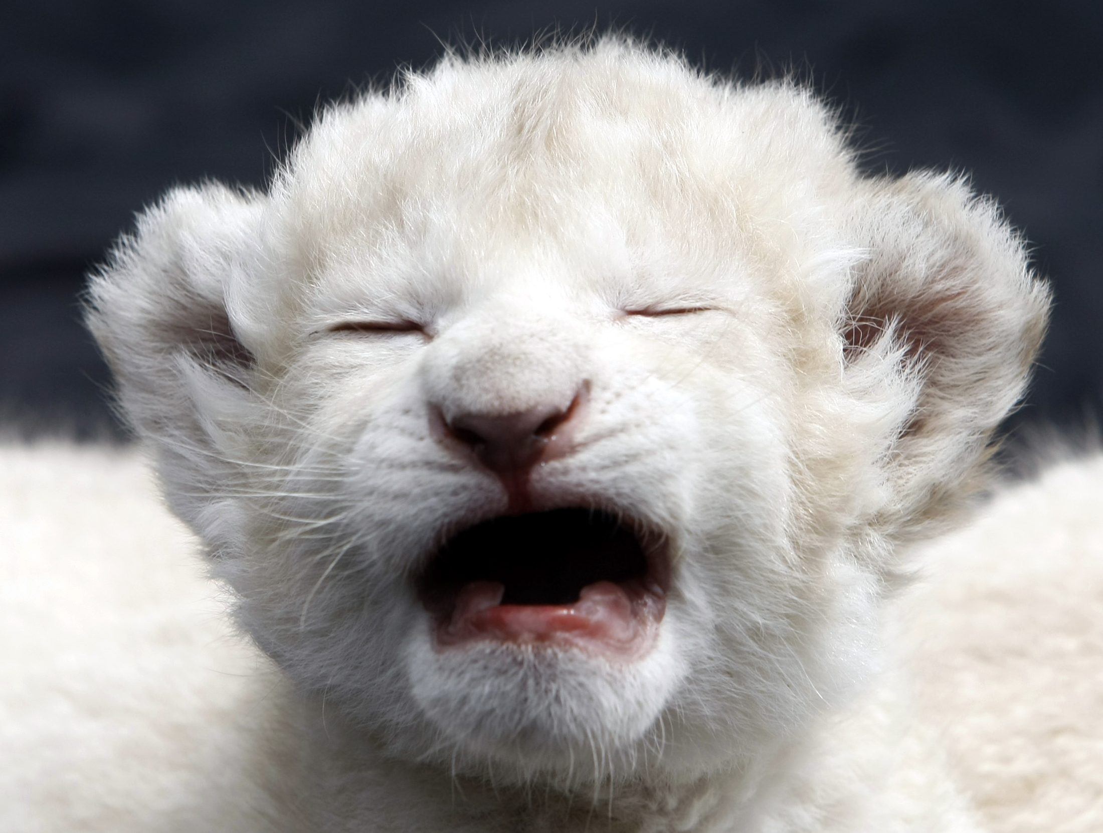 Lion cubs hand-fed in German zoo