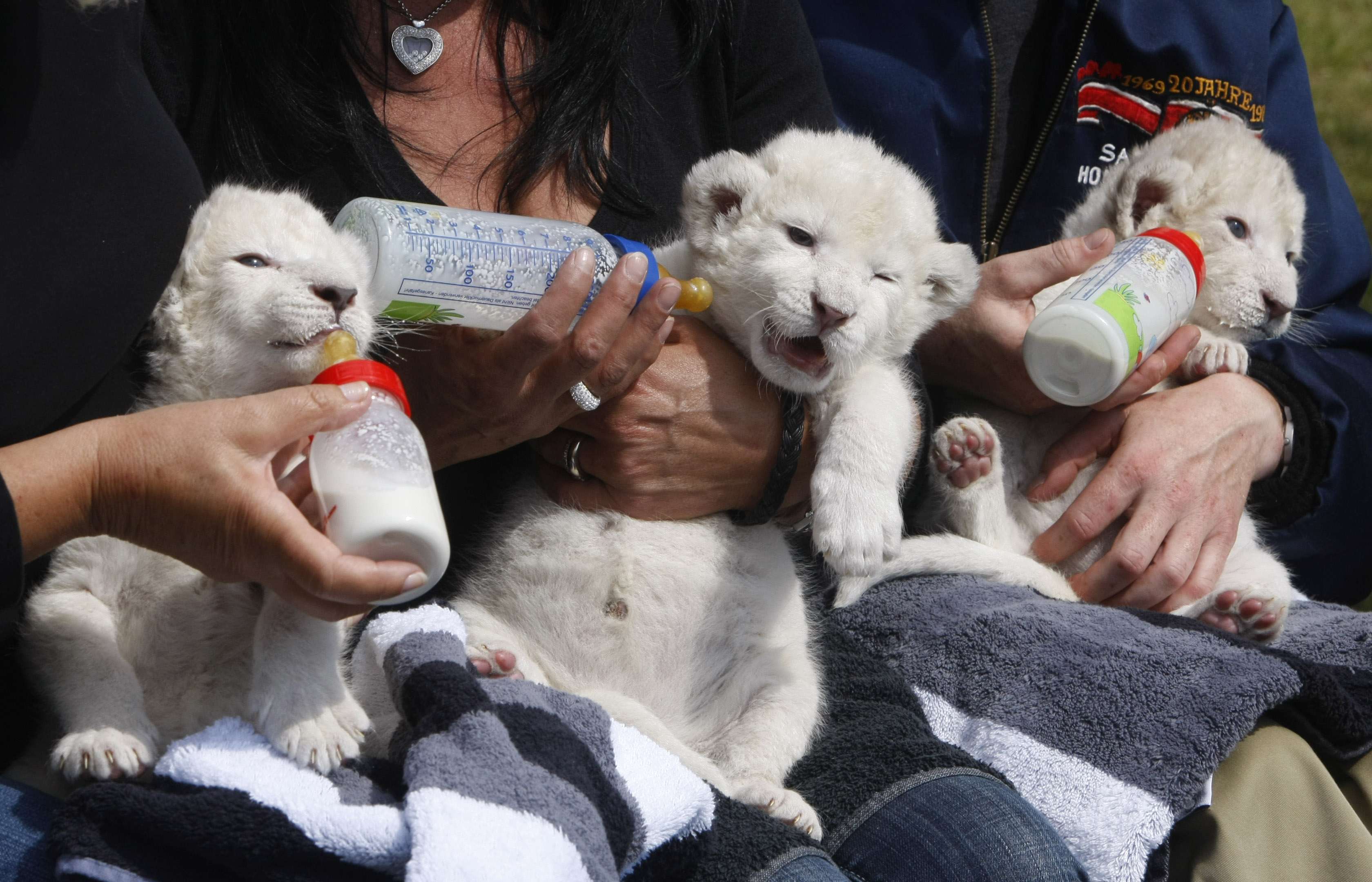 Lion cubs hand-fed in German zoo