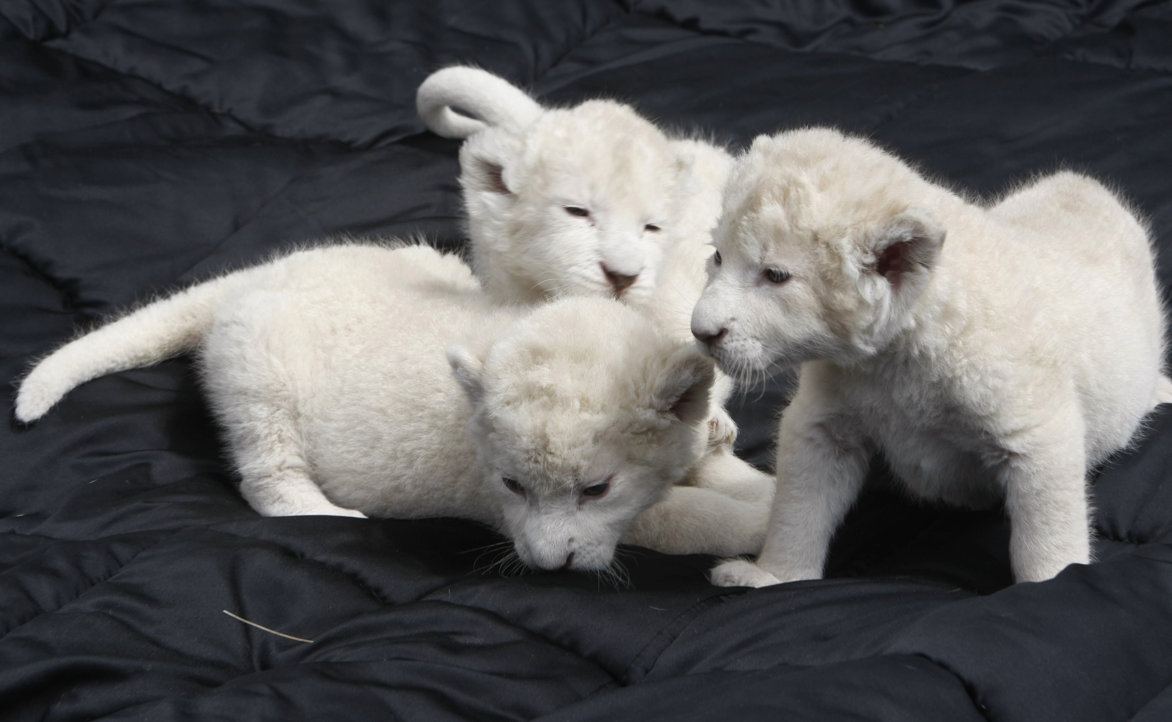 Lion cubs hand-fed in German zoo