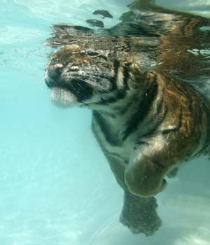 Girl plays with tigers underwater