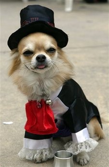 Halloween dog costume contest