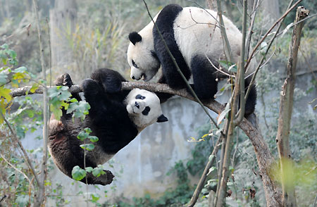 Taipei zoo well-prepared for panda pair