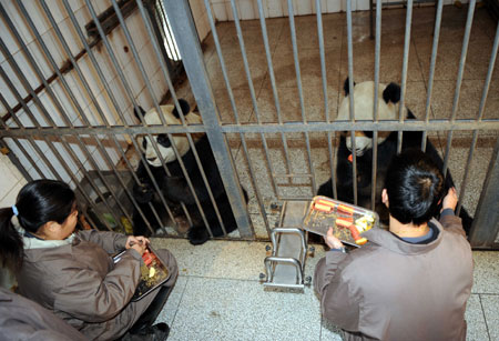 Mainland panda pair ready to leave for Taiwan