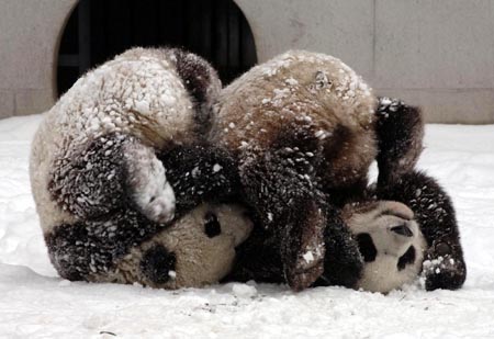 Mainland panda pair ready to leave for Taiwan