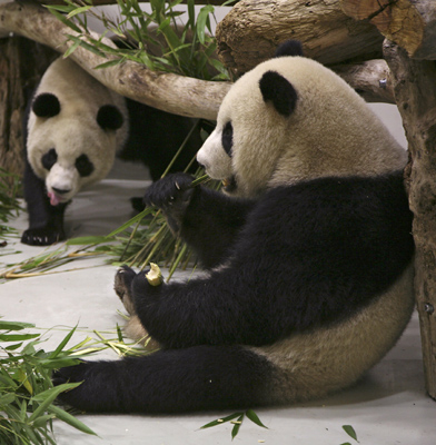 Panda pair arrive in Taiwan