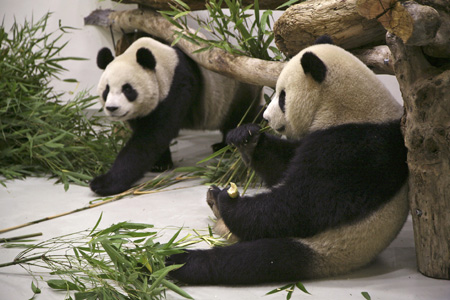 Panda pair arrive in Taiwan