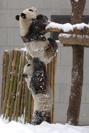 Panda pair arrive in Taiwan