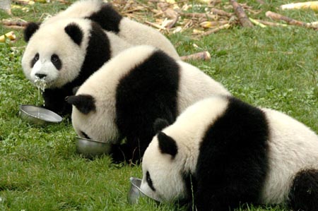 Panda pair arrive in Taiwan