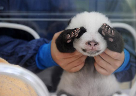 Pictures of the year: lions, tigers and bears