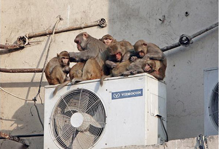 Pictures of the year: lions, tigers and bears