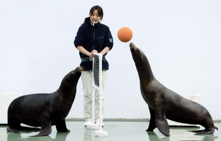 Sea lions add to New Year joy in Tokyo