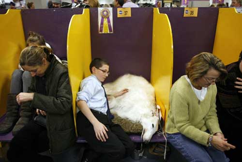 2009 Westminster Dog Show in New York