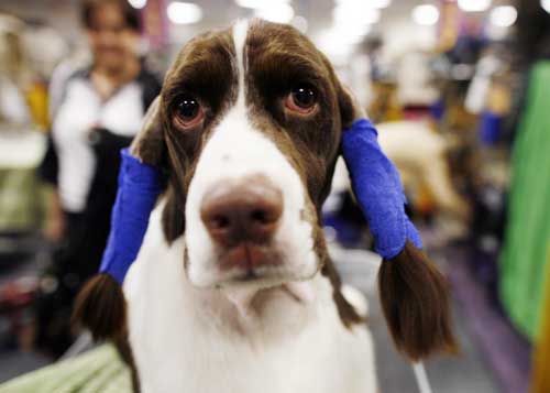 2009 Westminster Dog Show in New York