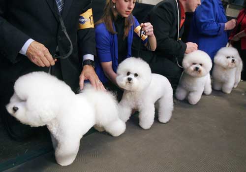 2009 Westminster Dog Show in New York