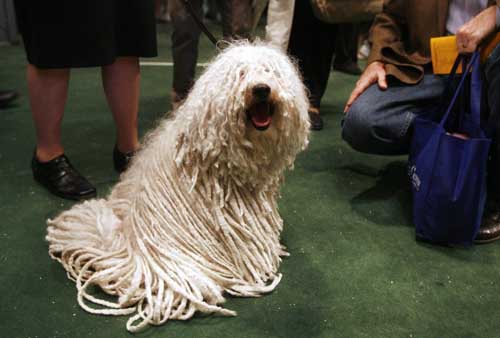 2009 Westminster Dog Show in New York