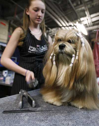 2009 Westminster Dog Show in New York