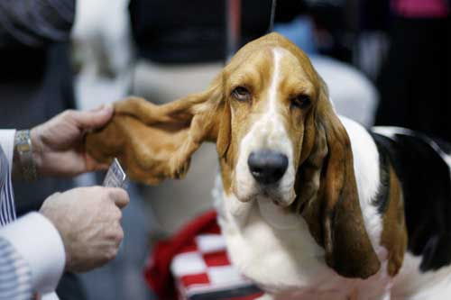 2009 Westminster Dog Show in New York