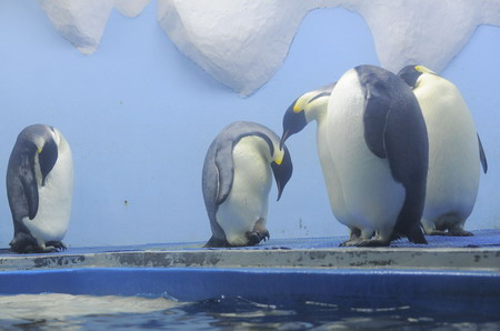 First emperor penguin egg laid in China