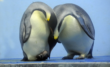 First emperor penguin egg laid in China