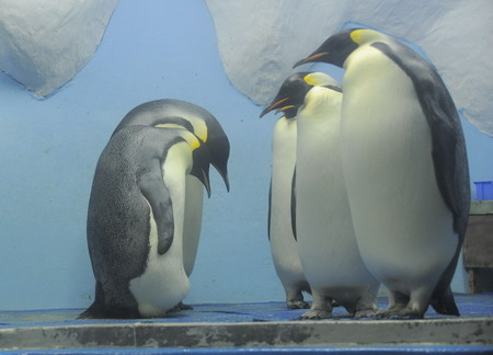 First emperor penguin egg laid in China