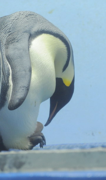 First emperor penguin egg laid in China