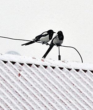 Beijing embraces first snow since winter