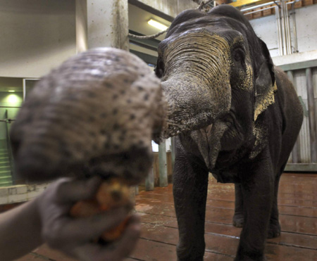 Lucy the elephant gets a bath