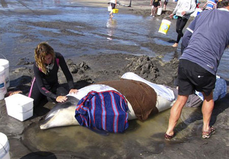 Pilot whales stranded in Australia