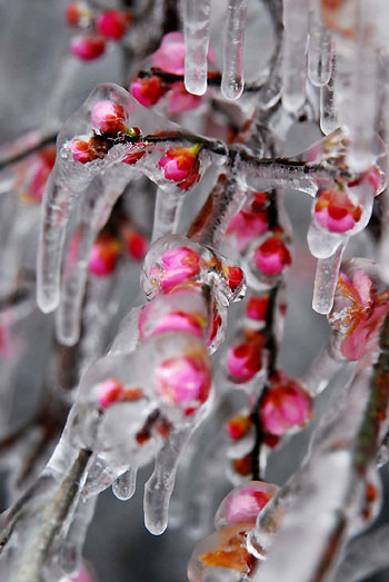 Cold front brings frost and icicles