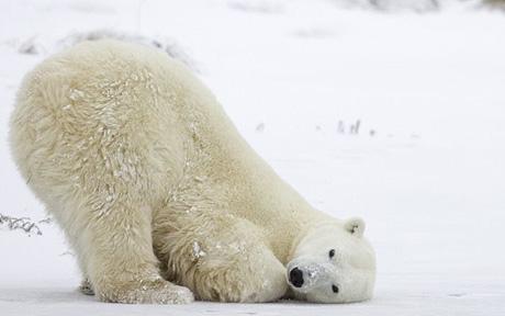 Amazing polar bear photos <BR>北極熊罕見珍貴照曝光