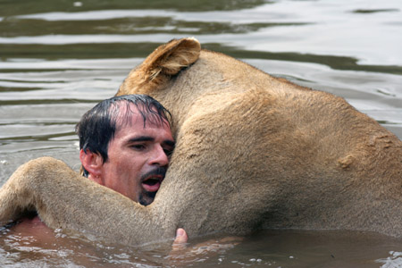 Swimming with a lion