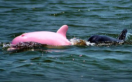 Pink dolphin surfaces in US <BR>美國(guó)驚現(xiàn)罕見粉色海豚