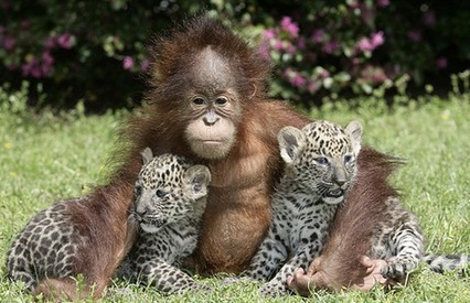 Leopards nestle on orangutan <BR>猩猩懷抱孿生小豹(圖)