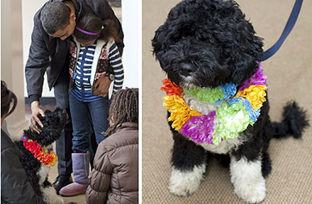 白宮第一狗選定葡萄牙水犬 取名Bo