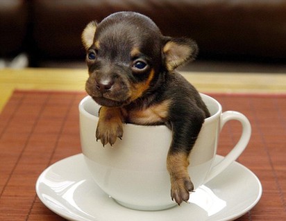 Mini dog inside teacup <BR>迷你狗可裝進茶杯(圖)