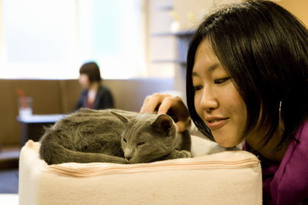 Cat cafe popular in Tokyo