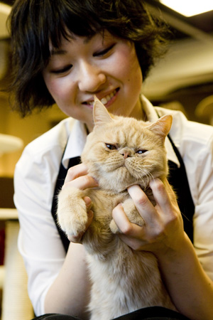 Cat cafe popular in Tokyo