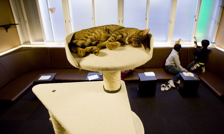 Cat cafe popular in Tokyo