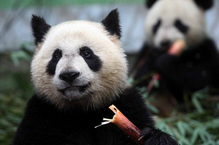 Pandas meet the public before going to Beijing