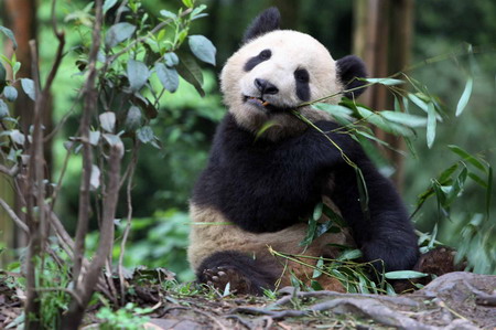 Pandas meet the public before going to Beijing