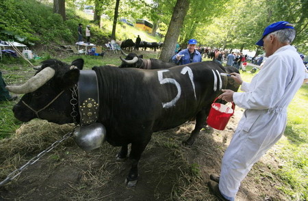 Battle of the Queens, cowfight in Switzerland